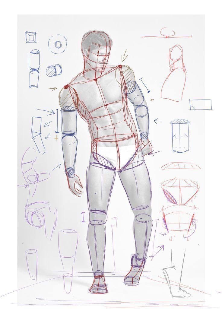 Anatomy for Artist - Human anatomical structure